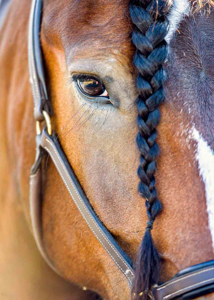 wendykanephotography-horses_0531