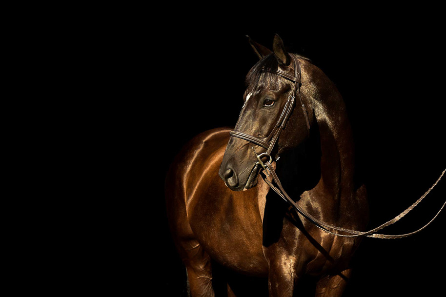 wendykanephotography-horses_8321