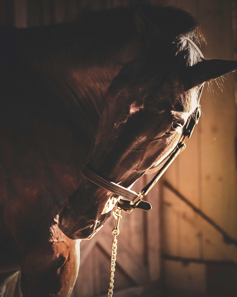 wendykanephotography-horses_8425